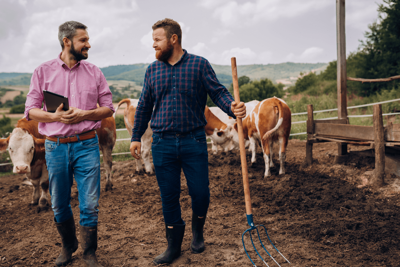 Two men standing in a field next to some cows